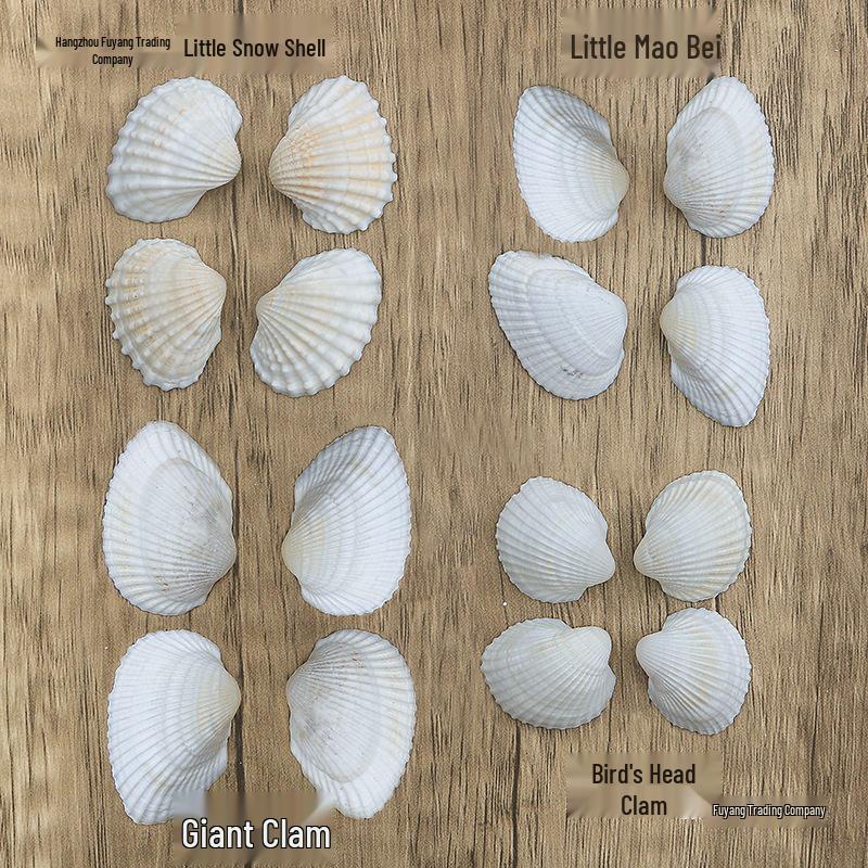 Natural White Shell Mediterranean Wall & Floor Conch Stickers