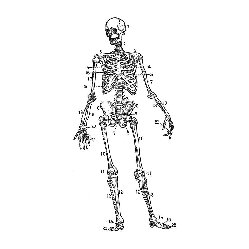 Ανθρώπινη Ανατομία Τέχνη Καμβάς Ζωγραφική Εκτυπώσεις Όργανο Σκελετός Vintage Αφίσα Εκπαίδευση Εικόνα Για Δωμάτιο Σπίτι Κλινική Ιατρική Διακόσμηση Τοίχου