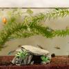 1PC Aquarium Turtle Tank Decoration Terrace Artificial Shelter Decor Ornament Reptile Resting for Fish Terrapins Frogs Turtles