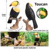 Model Wildlife Animal Solid Plastic Parrot And Hornbill Figures For Gift Kids