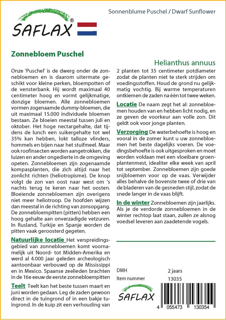 SAFLAX Cüce Ayçiçeği - 40 tohum - Helianthus annuus