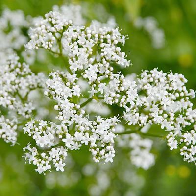 Valerian 0.2g Vegetable Seeds for the Garden, Large Yields