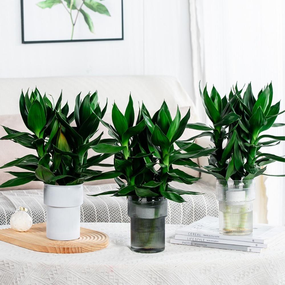 

Thicken Flower Pot Plastic Plant Bottle Creative Transparent Vases Home прозорий