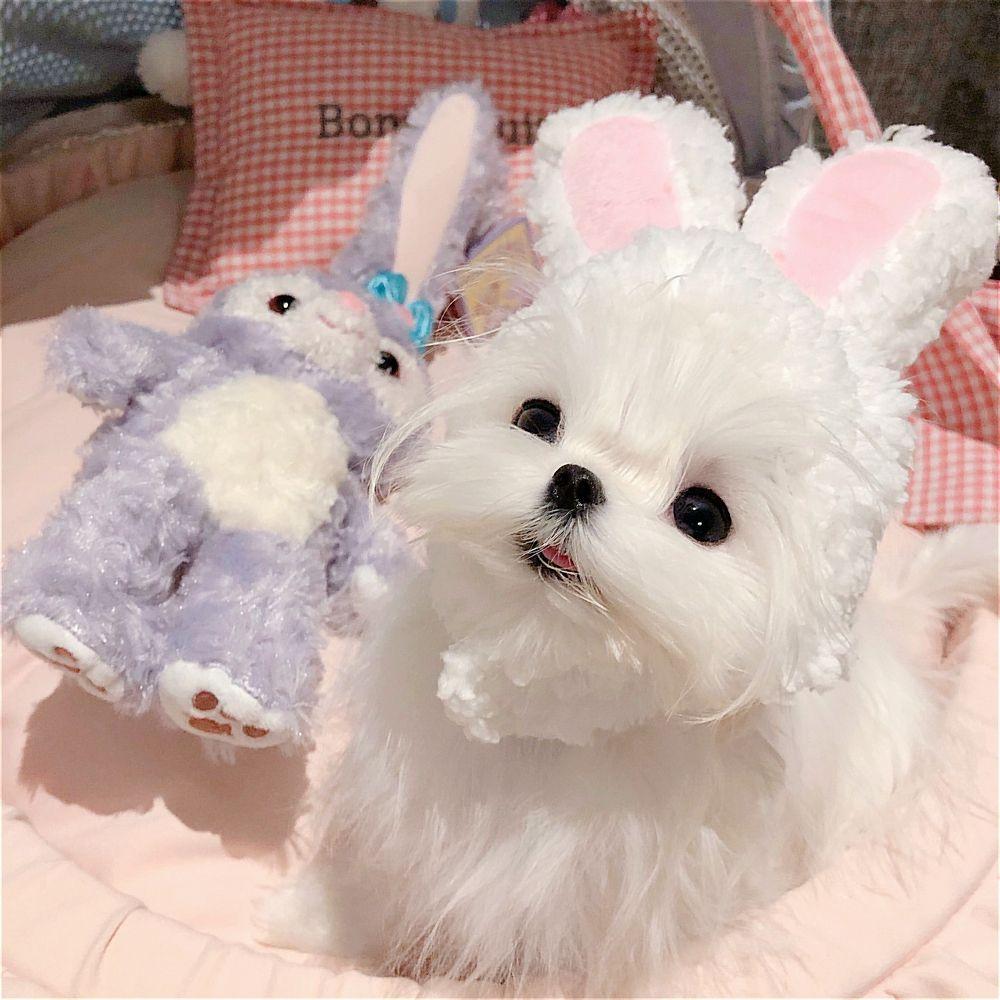 Dla Kotów i Małych Psów z Uszami Cosplay Nakrycie Głowy Kota Akcesorium dla Zwierząt Kostium Kota Kapelusz Królika