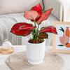 Self Watering Plant Pot Plastic Flower Pot with Water Reservoir Wick Ropes Modern Indoor Planter for Home Office Desktop