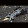 YO-ZURI Egi Shrimp Q 3.0 No. 10: Kuruma Shrimp Squid fishing, Aori squid, Egging