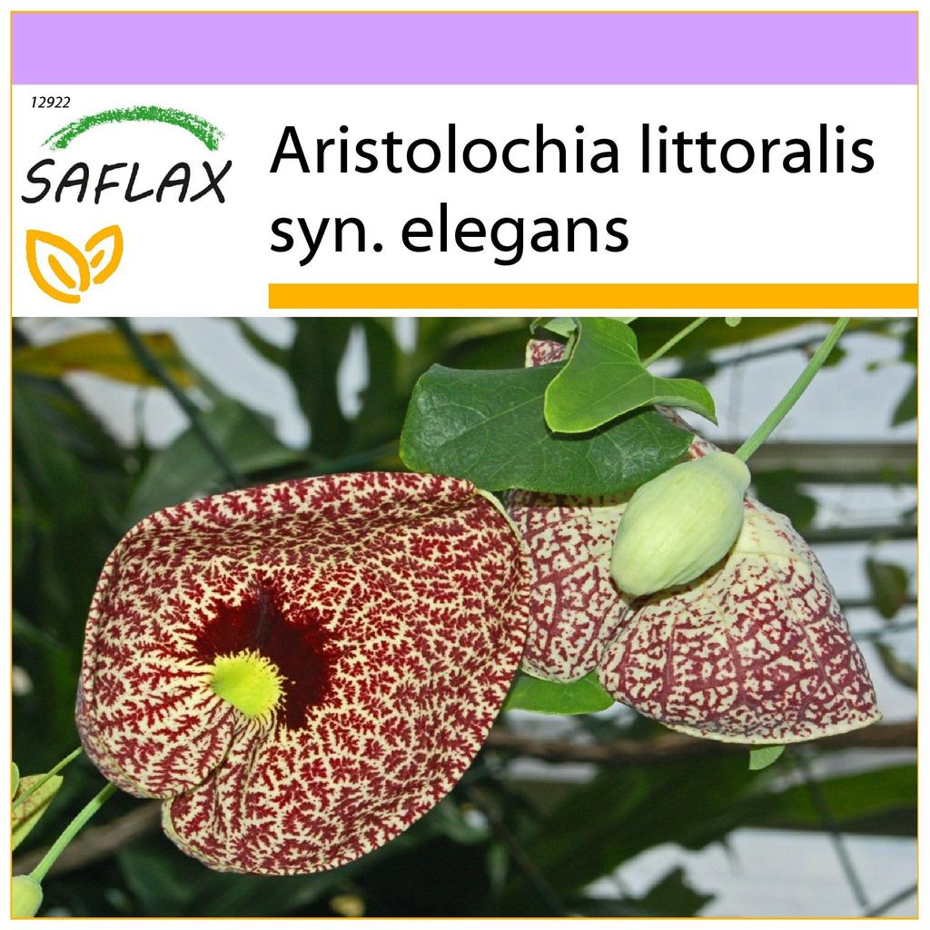 SAFLAX מקטרת ההולנדי - 80 זרעים - Aristolochia littoralis