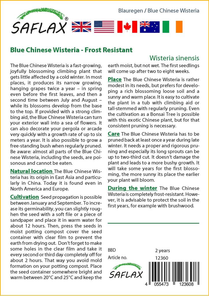 SAFLAX Blue Chinese Wisteria - 4 Seeds - With Potting Substrate for Better Cultivation - Wisteria Sinensis