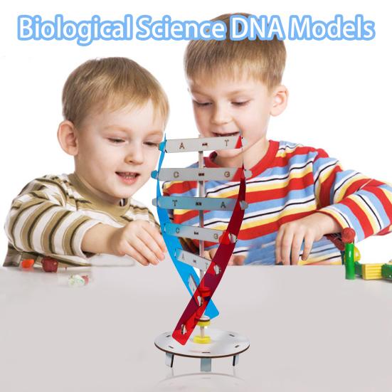 1 set Interesant Stimulează imaginația Îmbunătățește concentrarea Structură inovatoare cu dublu helix Modele ADN Jucării pentru copii Echipament de experiment