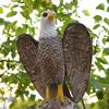 Fake Eagle Decoy Statue Simulation Model Lawn Garden Yard Ornament, Bird