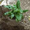 Gopher Baskets Covers 15Piece Stainless Steel Mesh Root Guard for Garden Plants Root Tree Vegetable Bird Animals