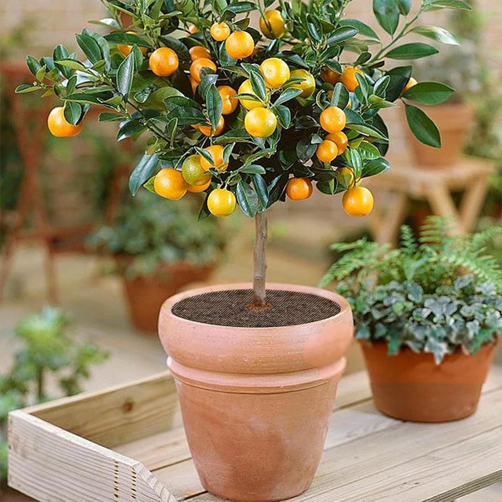 Pot Covers for Plants Plant Protector From Cats Cuttable Mesh Barrier Screens Protection for Indoor Outdoor Balcony