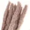 10/ Natural Grass Decor Boho Fried for Dried Decorations Pompous Reed