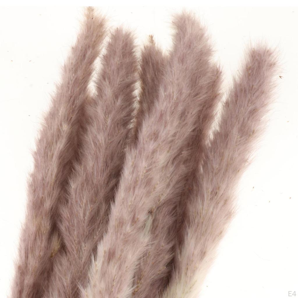10/ Natural Grass Decor Boho Fried for Dried Decorations Pompous Reed