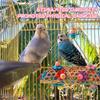 Hängendes Futterspielzeug Vogel Futterspielzeug Seegras Korb Seil Bungee Vogelspielzeug Vogel Zerrupfspielzeug Kaubares Papageienspielzeug