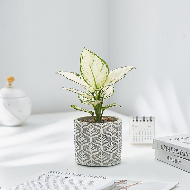 Japanese Embossed Cement Planter: Indoor Formaldehyde-Absorbing, Air-Purifying, Breathable Pot for Green Plants