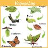Butterfly Marine Animal Growth Stages Model Set For Classroom Science Activities