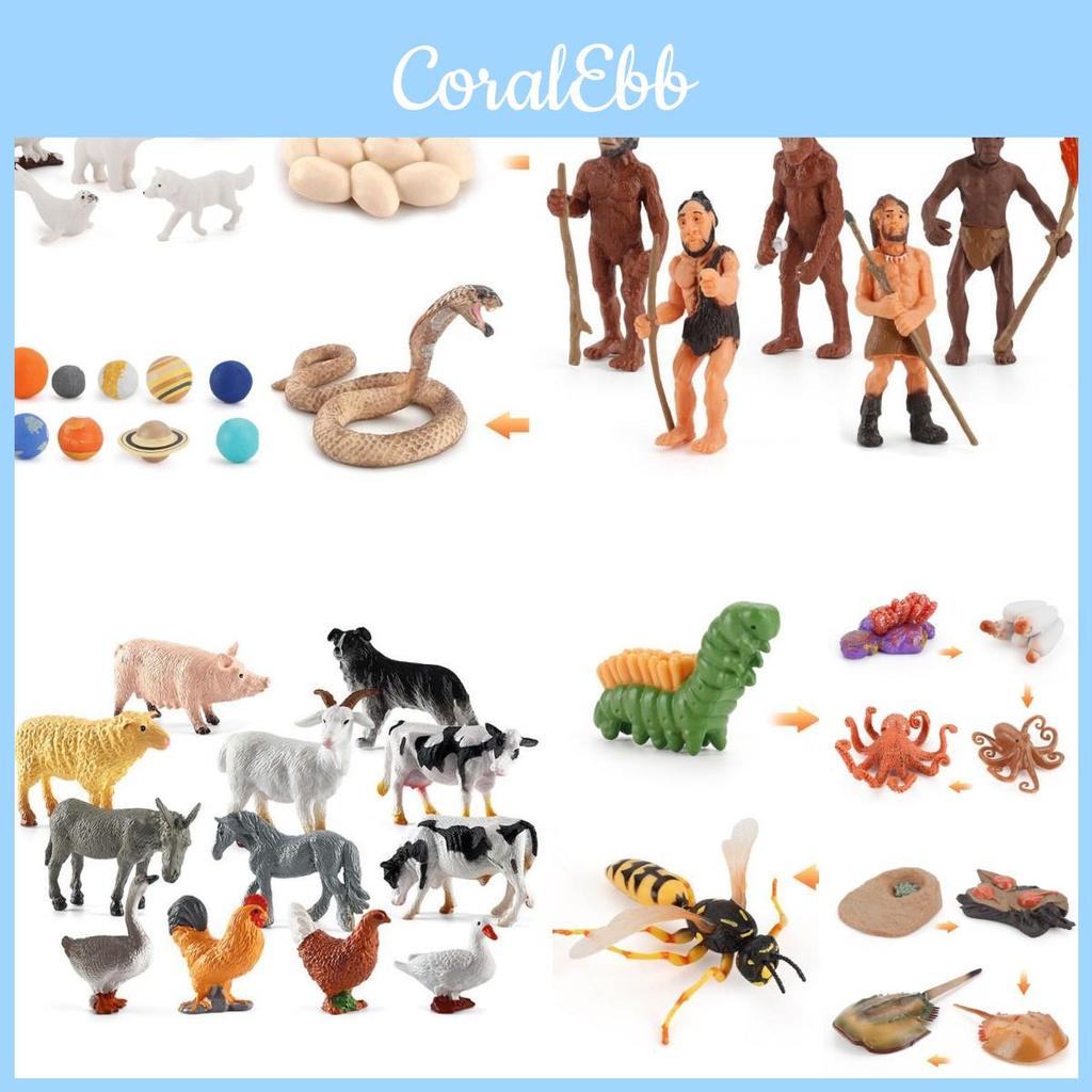 Adorable Montessori Simulation Solid Turtle Chick Frog Animal Growth Cycle Teaching Aids For Engaging Learning And Decorative Displays