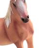 PVC Simulation Horse Figurine Realistic Stallion Mare Collectible Model Miniature Animal Educational Toy Decoration Ornament Horse Lover Gift