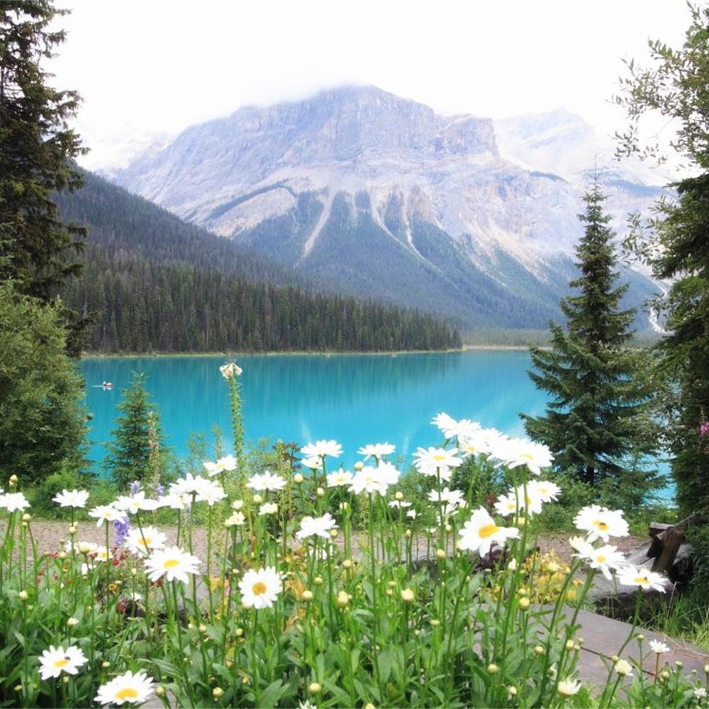 MomoArt Diamond Painting Blumen Vollrunde Bohrer Diamantmosaik Berg 5D DIY Kunst Perlenstickerei Landschaft Heimdekoration