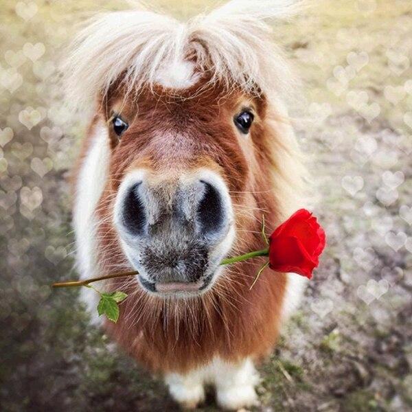 5D DIY Diamond Painting Full Round Cartoon Animals Cat Cross Stitch Kit Embroidery Mosaic Art Picture of Rhinestones Decor Gift