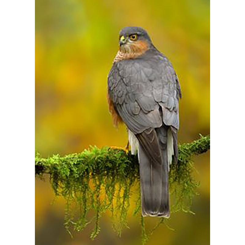 Diy Owl 5d Diamond Painting Full Round Drill Mosaic Animal Birds Diamond Embroidery Cross Stitch Kits Home Decor Wall Art Gift