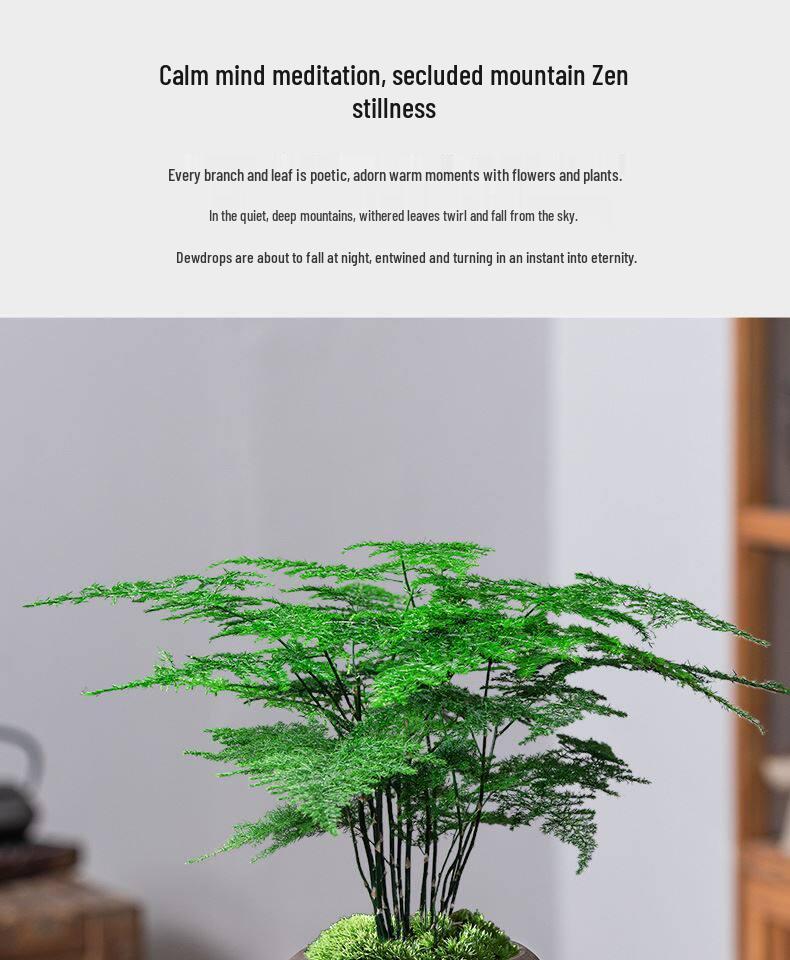 Asparagus Fern Indoor Bonsai – Easy-Care Evergreen for Home or Office Decor
