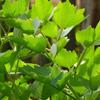 300 Lovage Seeds (Levisticum Officinale) Perpetual Celery - Reproducible