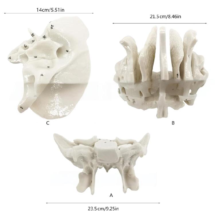 Human Skeleton Model for Lab School Temporal Bone Model Human Ethmoid Bone Anatomy Model Medicals Teaching Tool