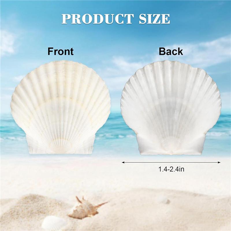 Punching hole Small Sea Shells For Crafts Crafting Shell Bulk Real Seashells Natural Mother Of Pearl Shell Pendant Sector-Shaped
