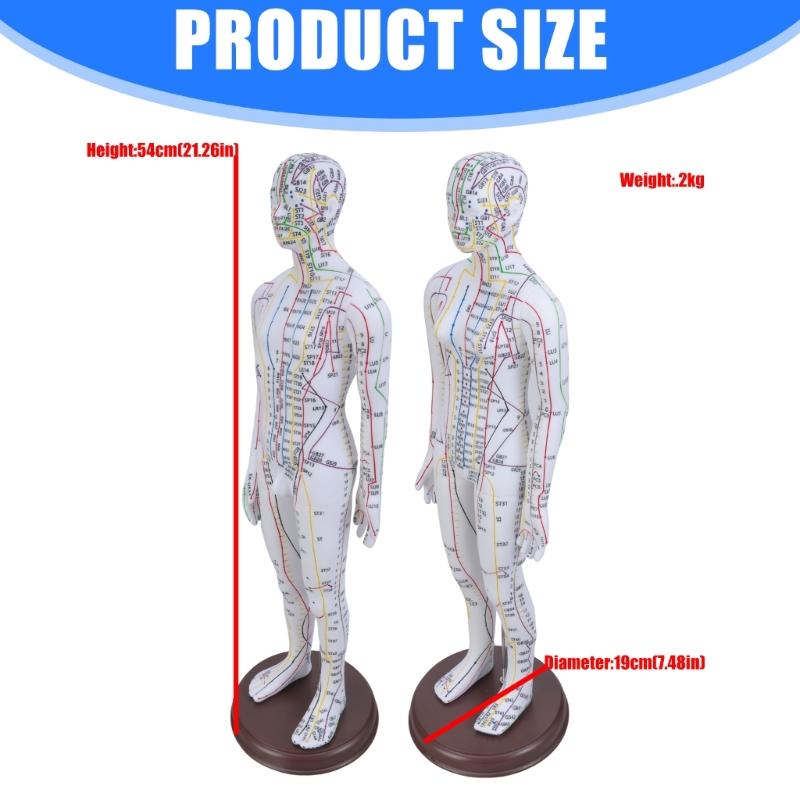 Human Acupuncture Model with Meridian Points Male Acupuncture Model Female Acupuncture Model with Numbered Chinese Point