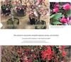 Chojukan Japanese Weeping Crabapple Bonsai Sapling for Courtyard Planting