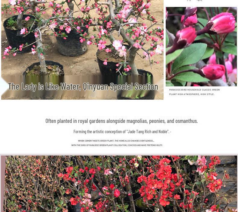 Chojukan Japanese Weeping Crabapple Bonsai Sapling for Courtyard Planting