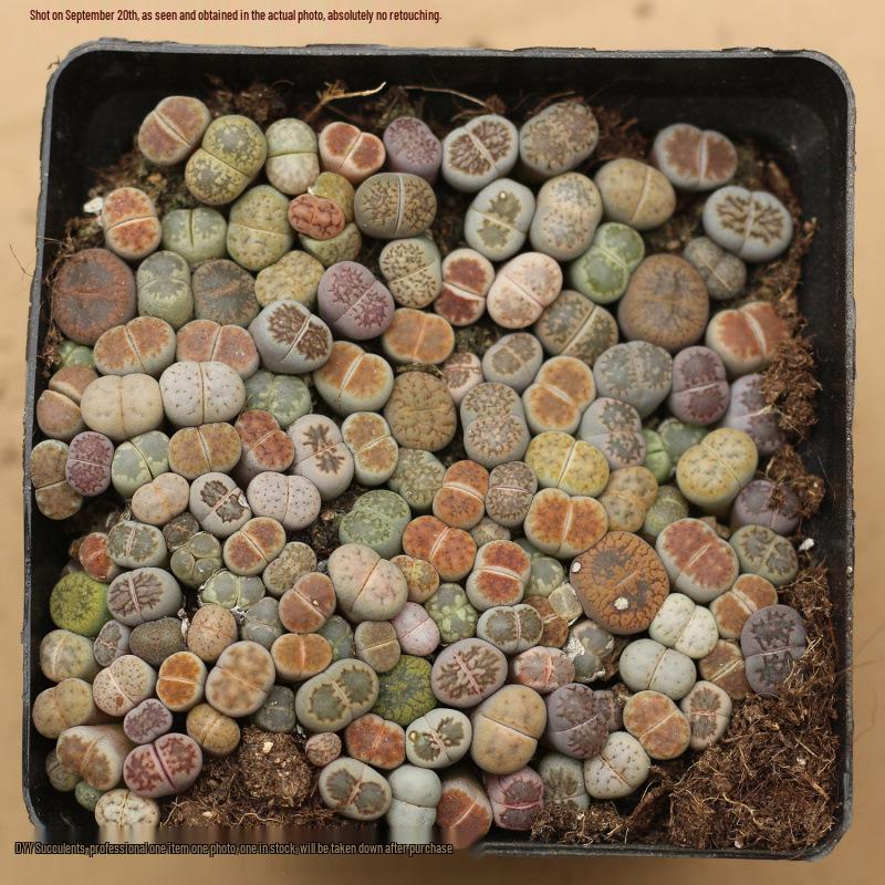 Rare Lithops Succulent Pot: Diverse Colors & Varieties