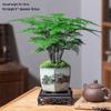 Asparagus Fern Indoor Bonsai: Easy-Care Evergreen for Home or Office Decor.