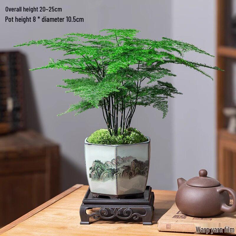 Asparagus Fern Indoor Bonsai: Easy-Care Evergreen for Home or Office Decor.
