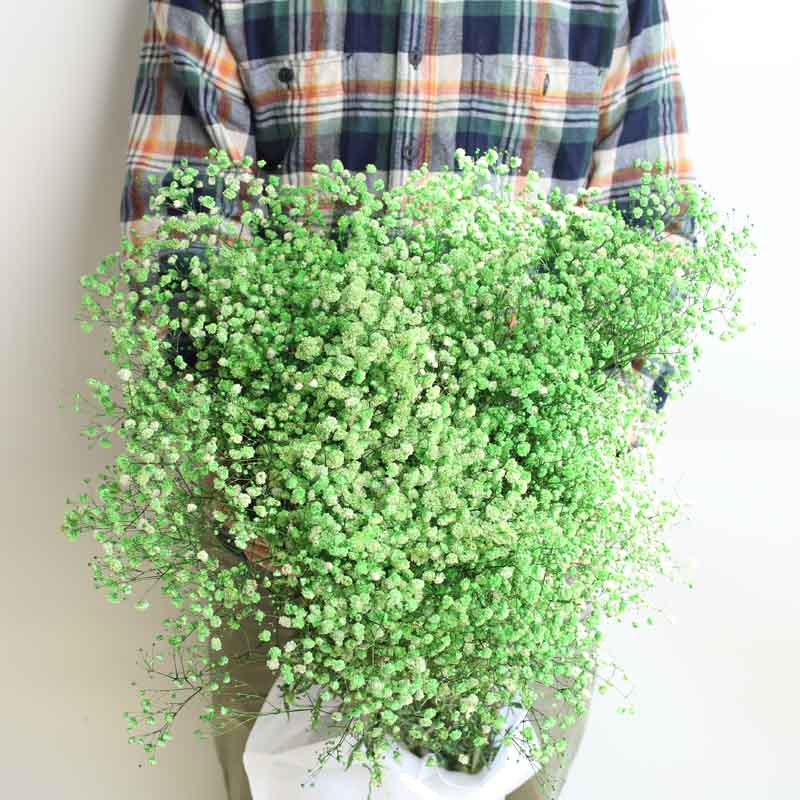 Eternal Gypsophila Bouquet: Color-Absorbing Ilocos Flowers for DIY Floral Arrangements and Wedding Decorations
