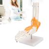1:1 Human Foot Ankle Bone Skeleton Structure Model Foot Joint Model with Ligaments