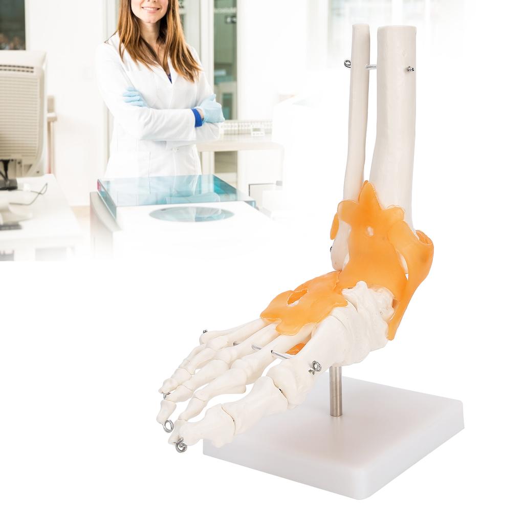 1:1 Human Foot Ankle Bone Skeleton Structure Model Foot Joint Model with Ligaments