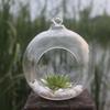 Chicken Mix Hanging Home Flower Planter Terrarium Glass Container Decor Wedding Vase Patio & Lemongrass Plants for Outside
