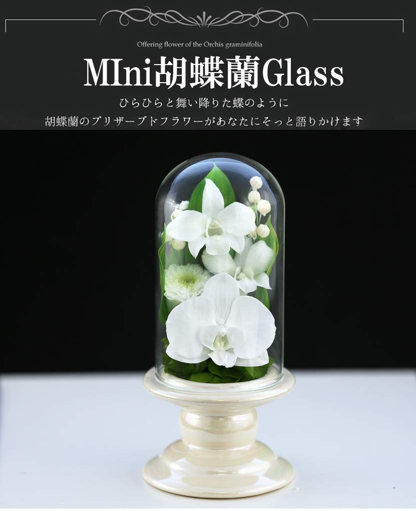 Art for Seasons Buddhist Flowers (White Mini Phalaenopsis Orchid Mini Glass Preserved Flowers)