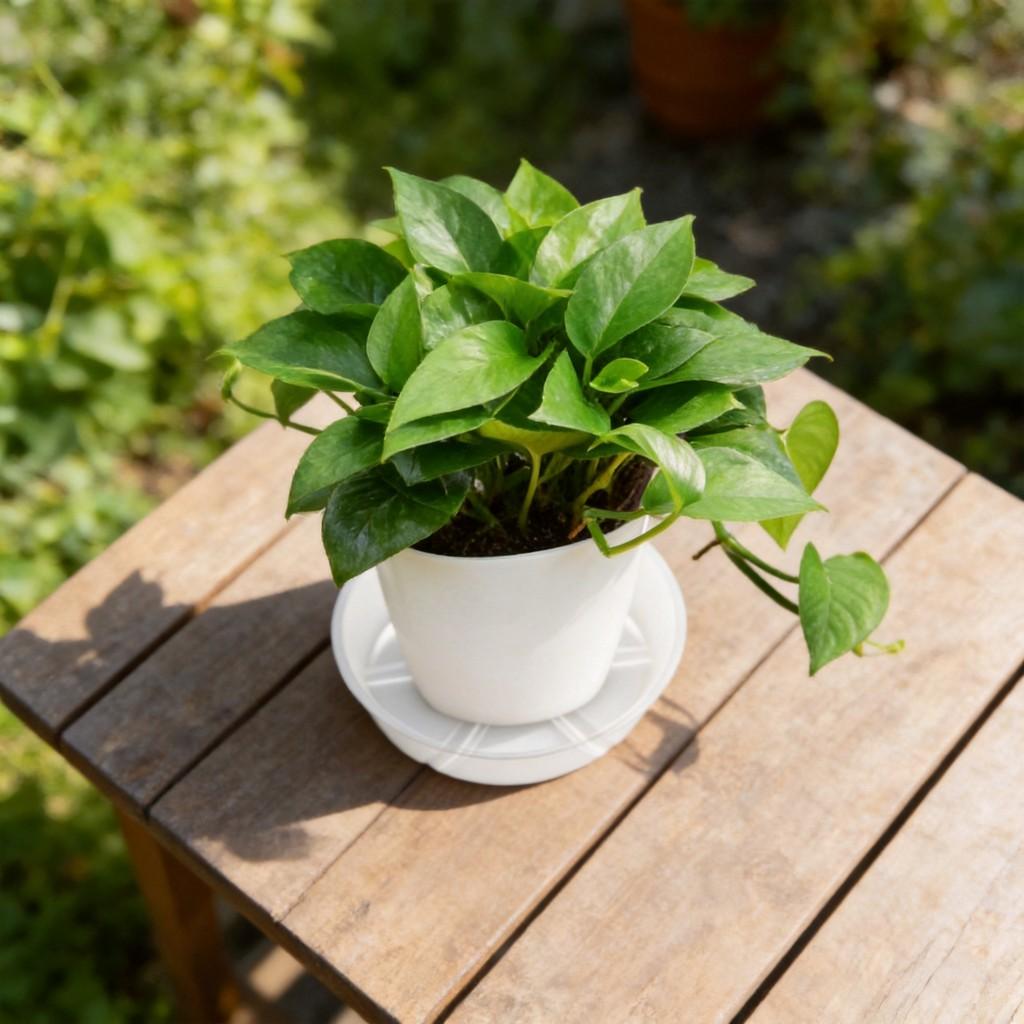 Plastic Flower Pot Tray With Pet Material And Dustproof Design For Garden And Home Use