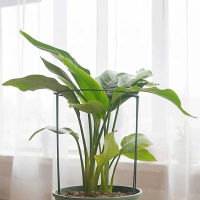 6pcs Tall Plant Support Stakes Metal Half Round Garden Plant Cage And Support Green Plant Support Ring Border For Flower Indoor