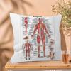 Muscle System Human Anatomy Diagram Medical Cushion Cover x Polyester Sofa Cushions Decorative Throw Pillows