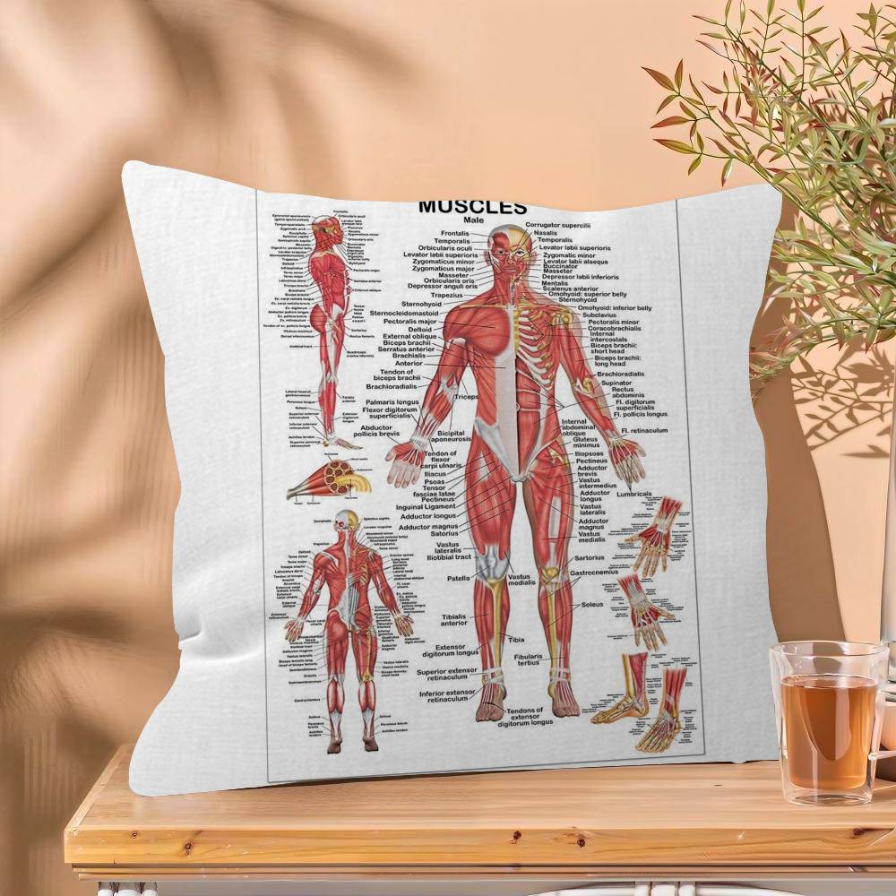 

Muscle System Human Anatomy Diagram Medical Cushion Cover x Polyester Sofa Cushions Decorative Throw Pillows 30x30 cm