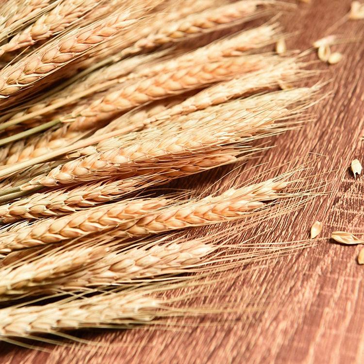 Wheat Ears Dried Flowers Bouquet Opening Barley Pastoral Decoration Gift Box Props Wheat Handicraft Layout Simulation