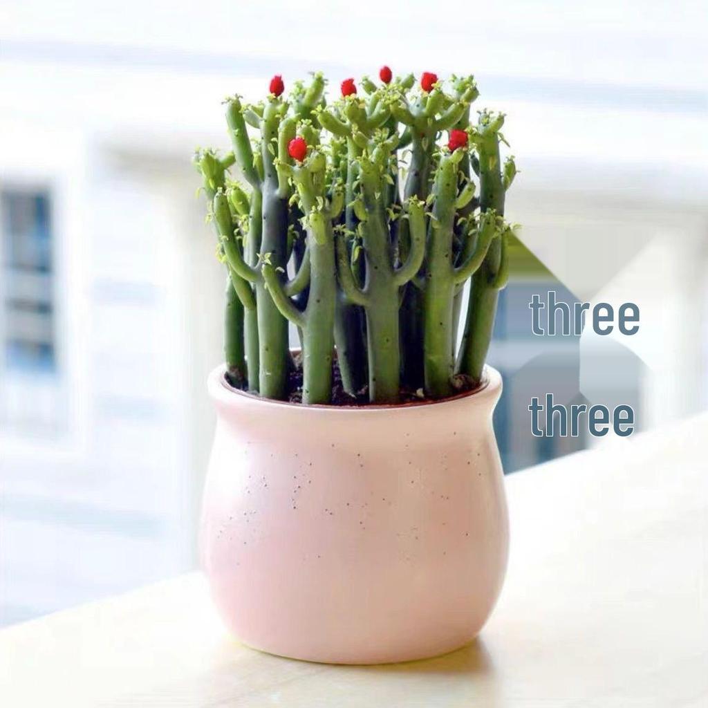Easy-Care Succulent Arrangement: Wealth-Attracting Mountain Cacti & Flowers for Office or Living Room Décor