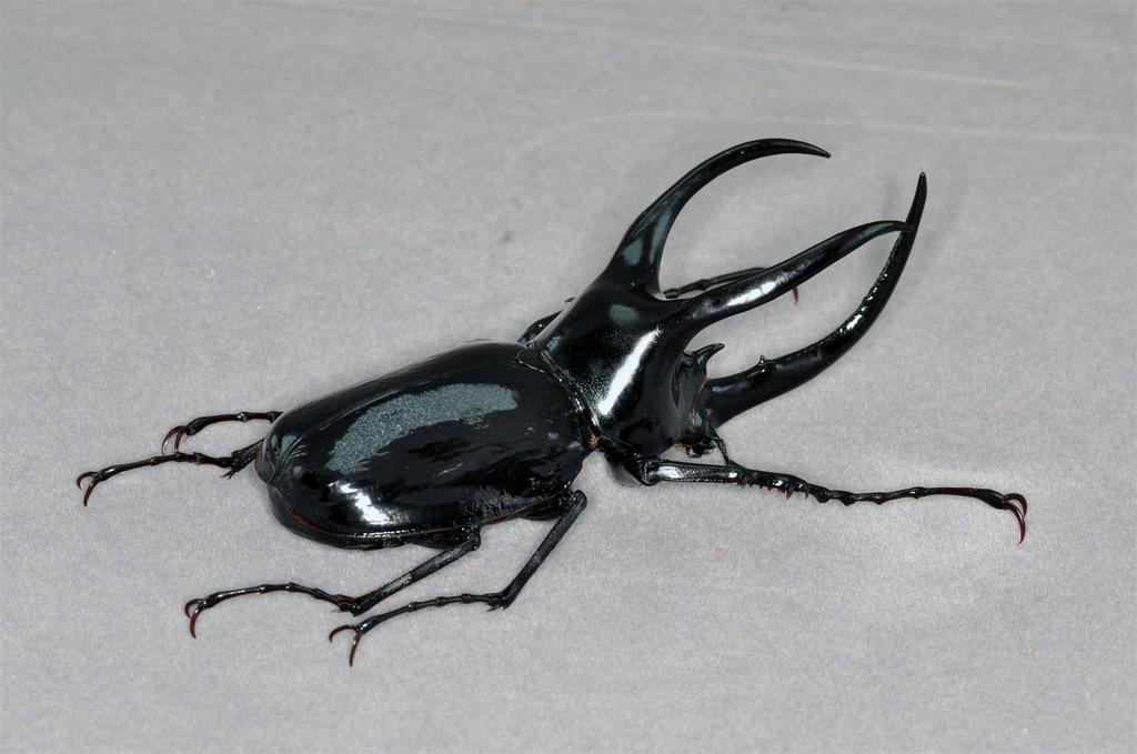 BACALYSO Nirvana Mohrenkamp Beetle Magnetic Refrigerator Realistic Adult Illustrated Plastic Model Finished Figurine Figure, Ornament, Beetle,