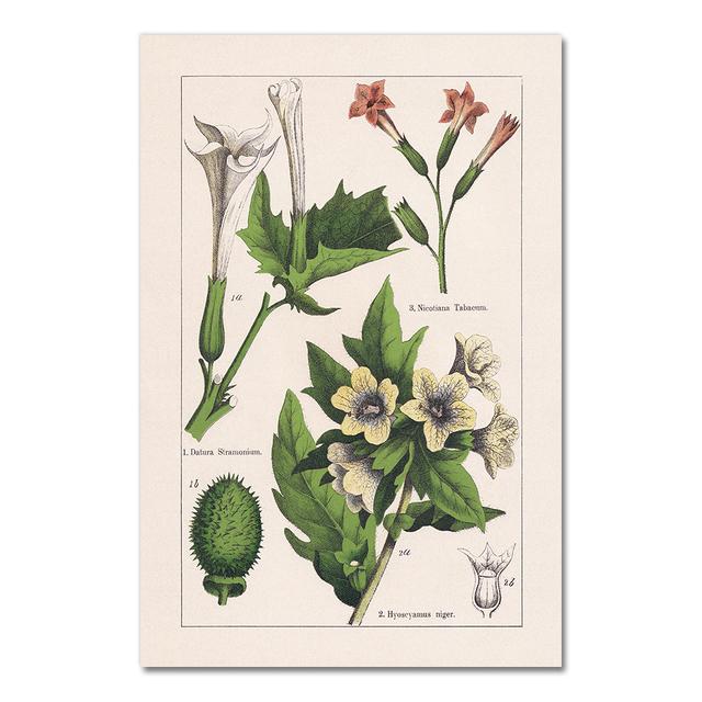 

Винтажные постеры и принты с ботаническими травами, домашний декор стен, античная растительная ботаника, настенная живопись на холсте, картины для кухни без рамы 21*30cm