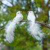 1Pcs Cute Artificial Birds Fake Foam Animal Simulation Feather Birds Models Tit Diy Craft Home Garden Ornament Decoration